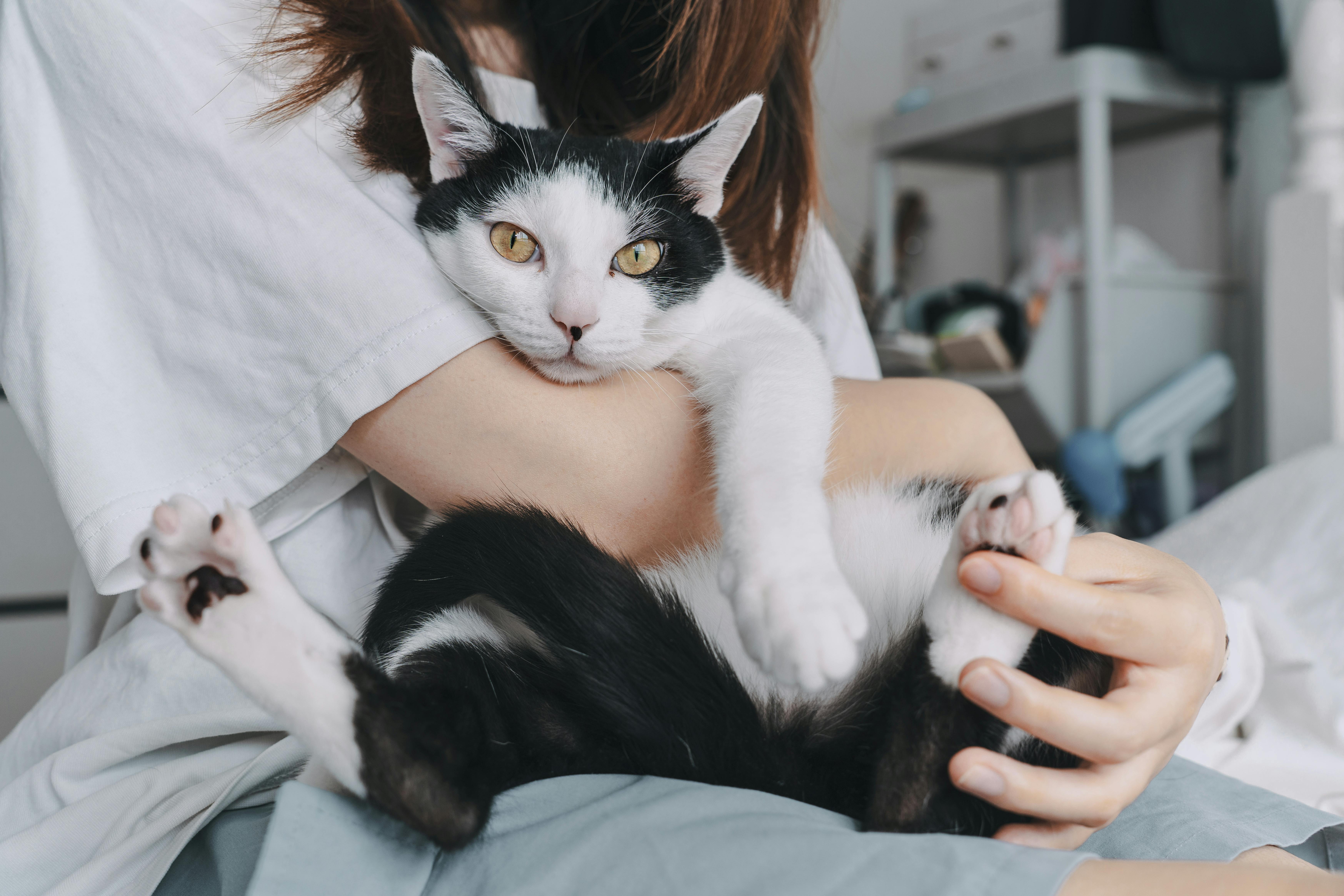 Example pet photo